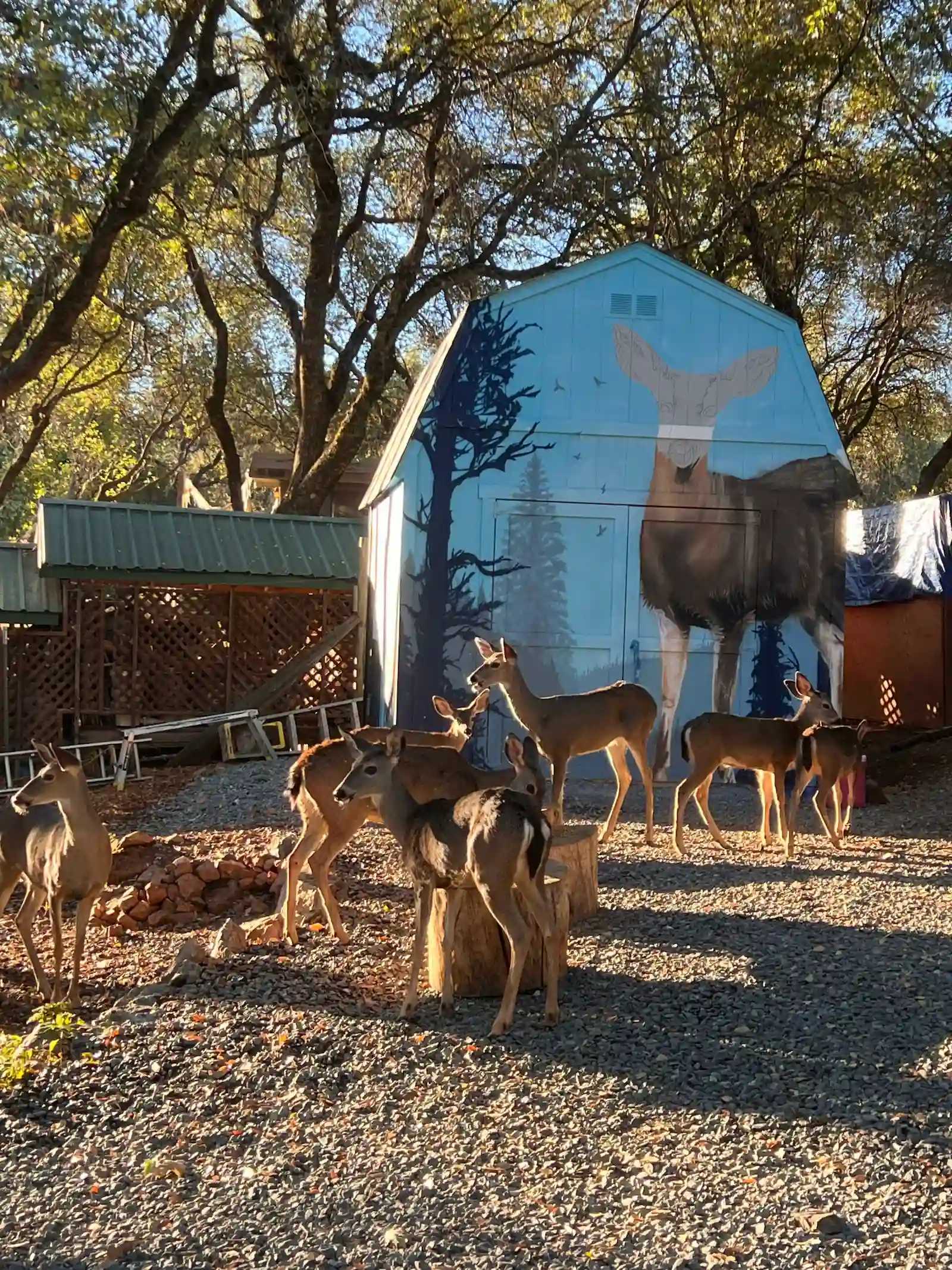Premier Tall Barn with deer outside