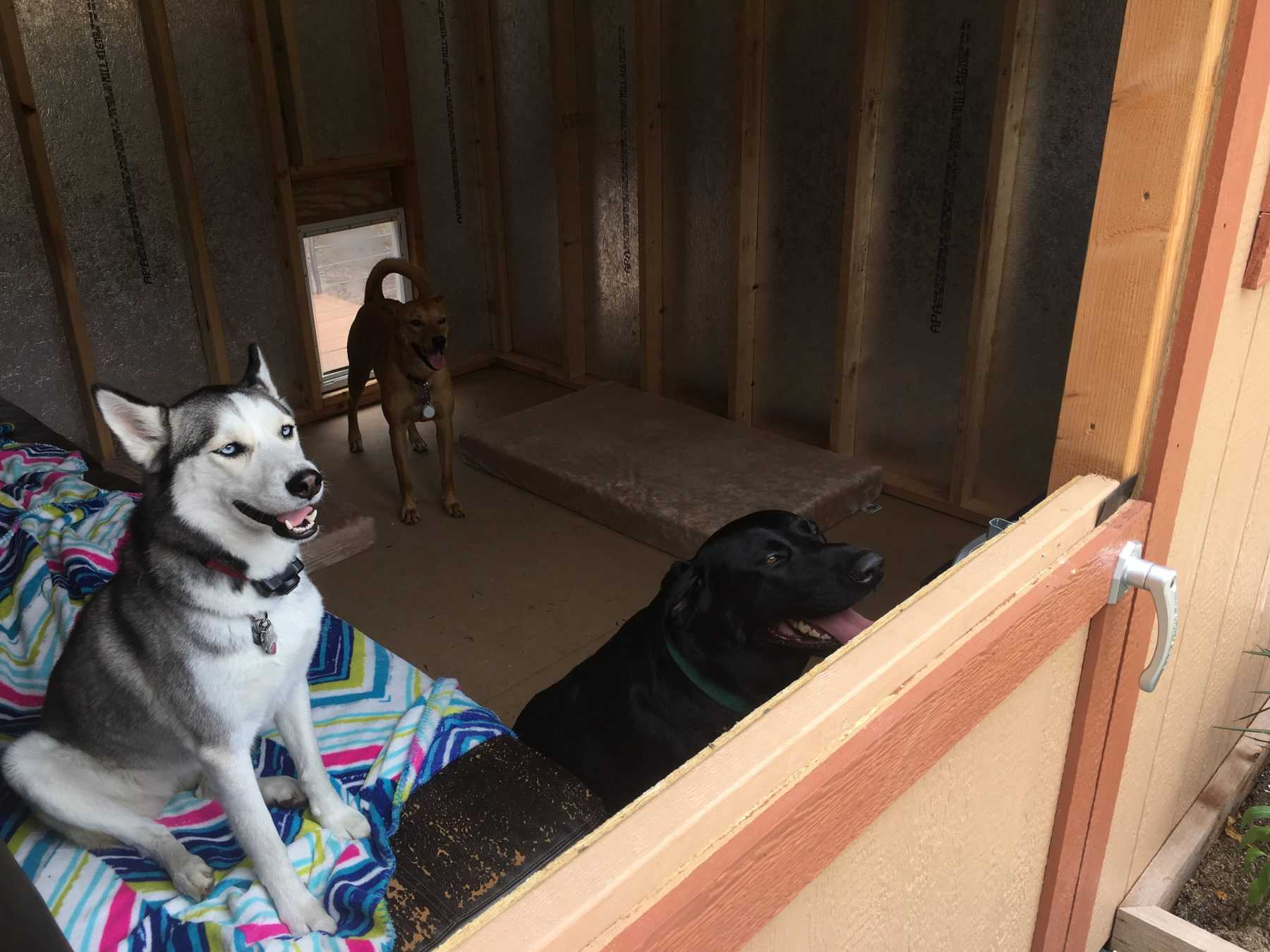 Interior of the Premier Ranch Dog Shed