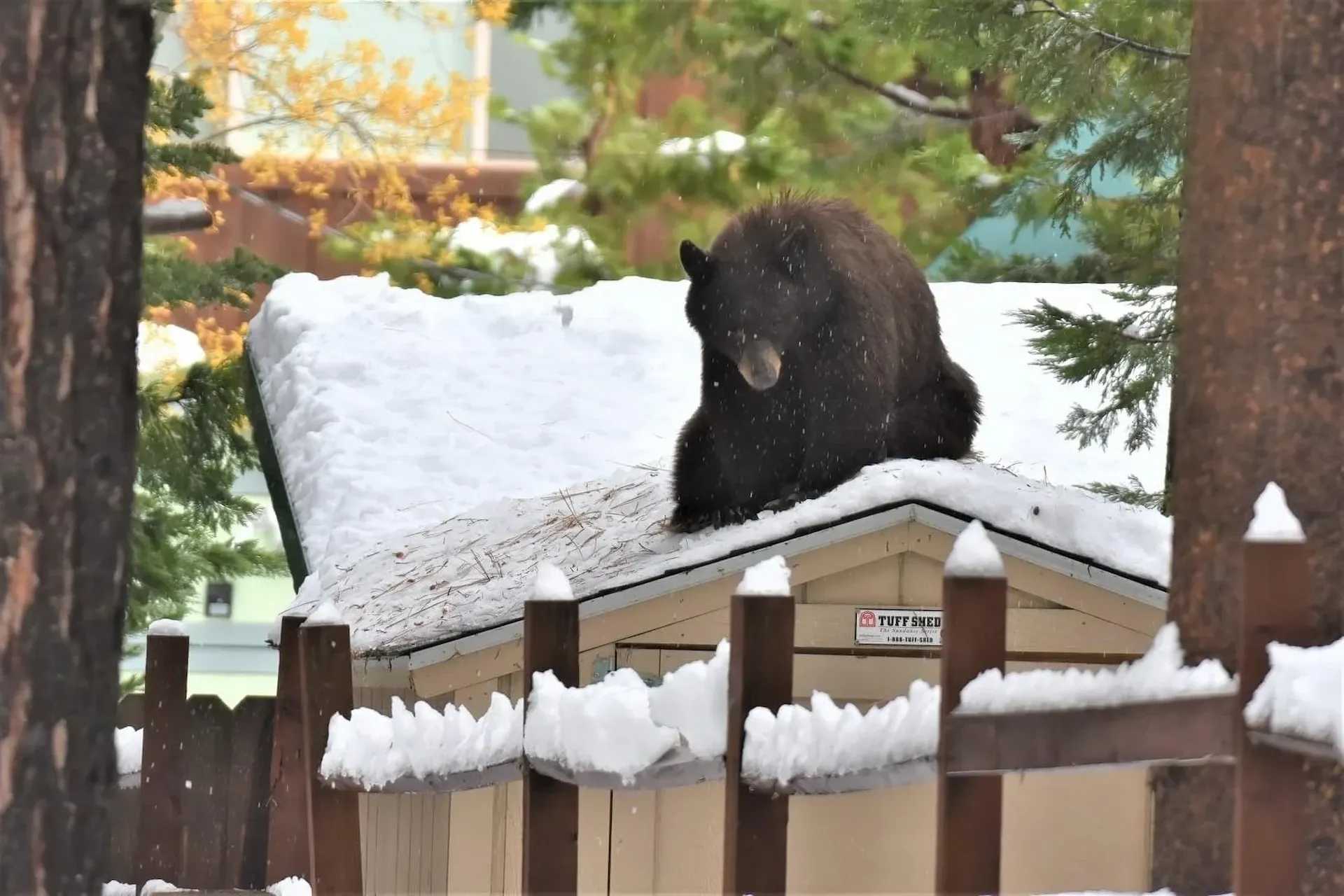Bear on top of a snowy Tuff Shed