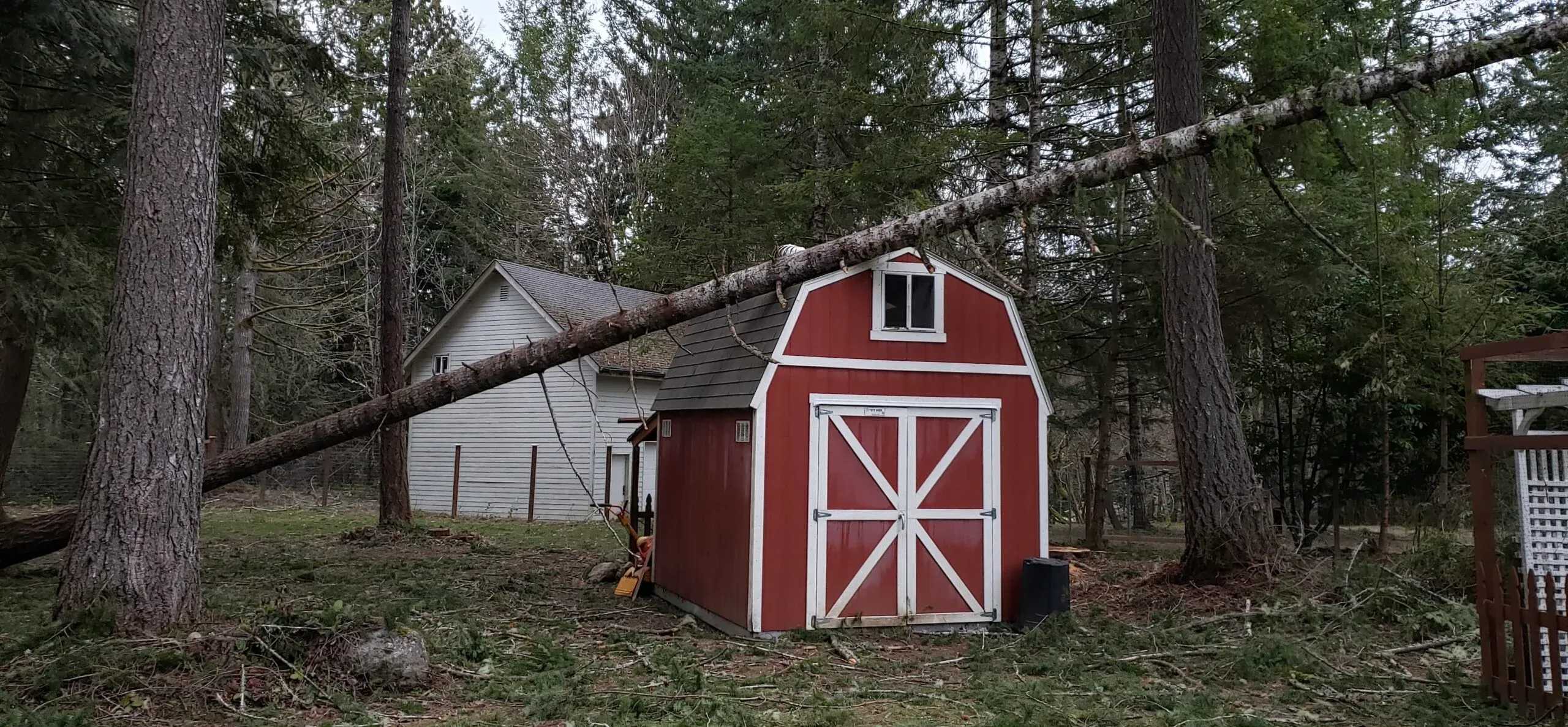 A premier tall barn that a tree fell on from a natural disaster.