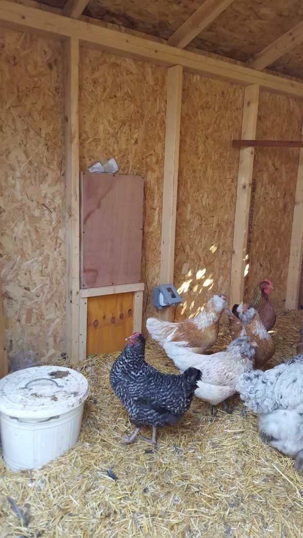 Interior of the Garden Ranch Chicken Coop 01