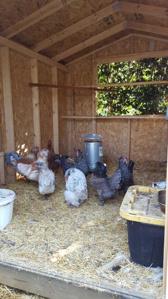 Interior of the Garden Ranch Chicken Coop