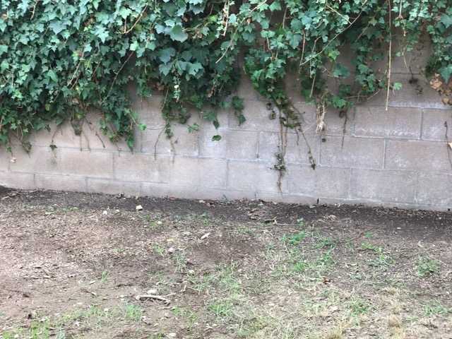 The Backyard cleaned and ready for the office