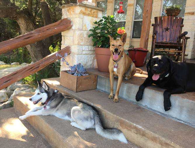 Eddie Valek’s three pups